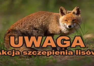 Komunikat Podkarpackiego Wojewódzkiego Lekarza Weterynarii w sprawie szczepienia lisów przeciwko wściekliźnie.