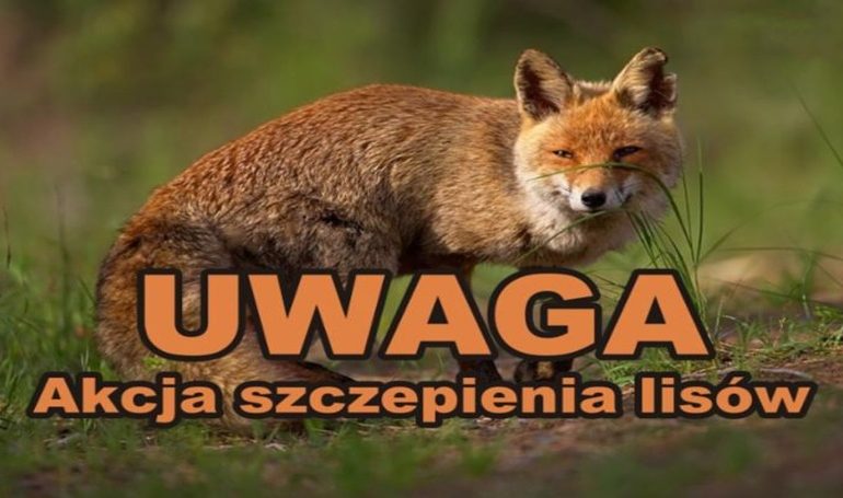 Komunikat Podkarpackiego Wojewódzkiego Lekarza Weterynarii w sprawie szczepienia lisów przeciwko wściekliźnie.