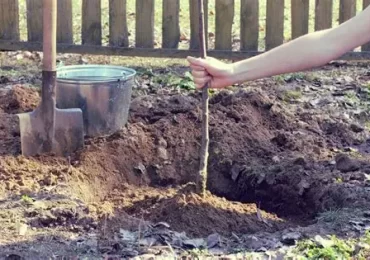 Sadzenie roślin miododajnych na terenie Gminy Gawłuszowice