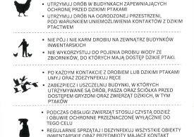 Uwaga! Rzekomy Pomór Drobiu!