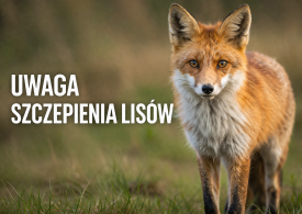 Informacja Wojewódzkiego Lekarza Weterynarii  - szczepienie lisów