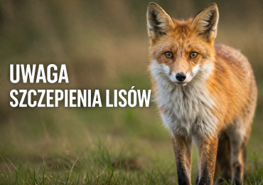 Informacja Wojewódzkiego Lekarza Weterynarii  - szczepienie lisów